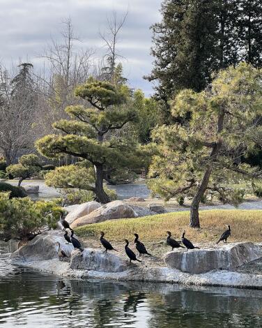 SuihoEn — The Japanese Garden