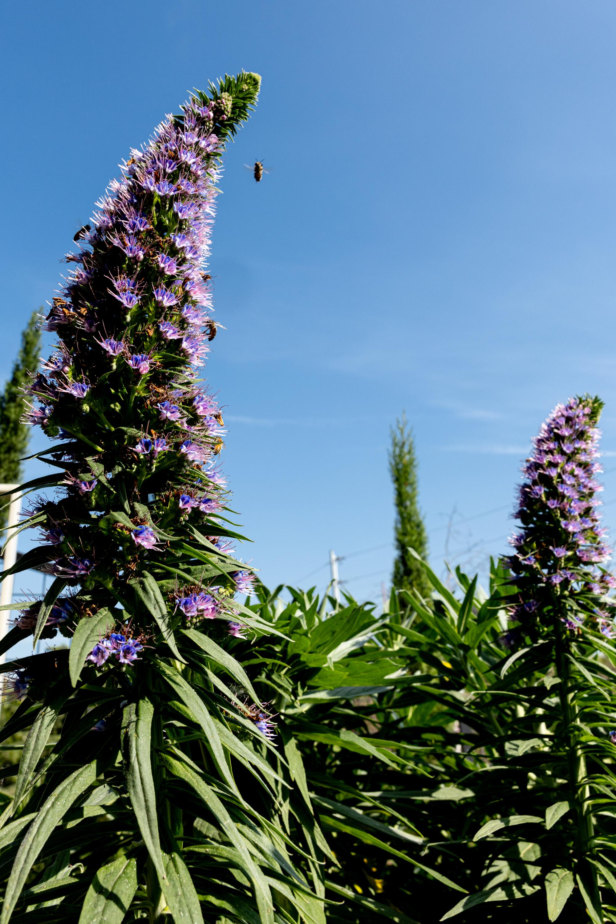 A purple pride of madeira plant