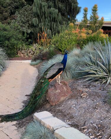 A peacock wanders through the L.A. Arboretum.