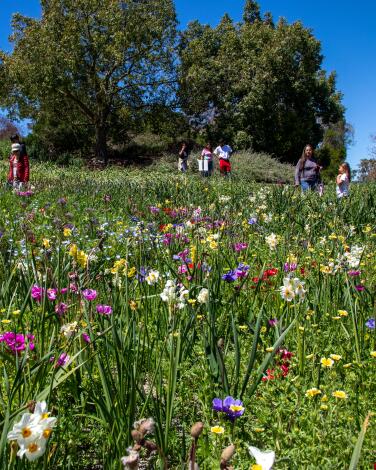 A grassy field with many colorful blooming flowers