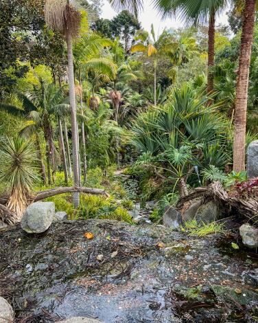 A view of the San Diego Botanic Garden.