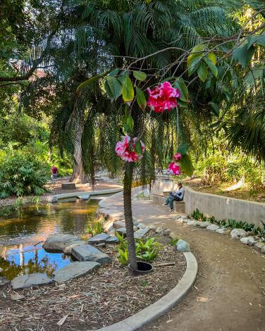 A view of the Mildred E. Mathias Botanical Garden at UCLA